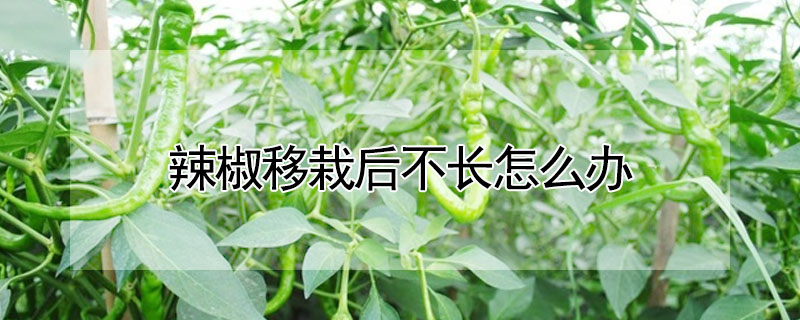 辣椒移栽后不長怎么辦