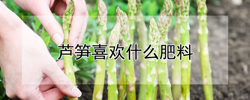 蘆筍喜歡什么肥料