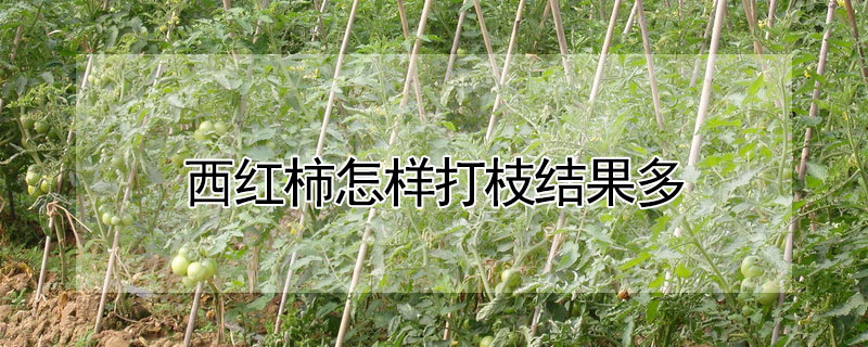 西紅柿怎樣打枝結果多