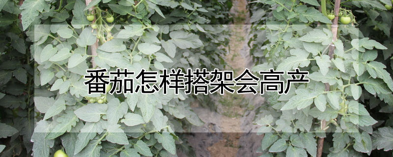 番茄怎樣搭架會(huì)高產(chǎn)