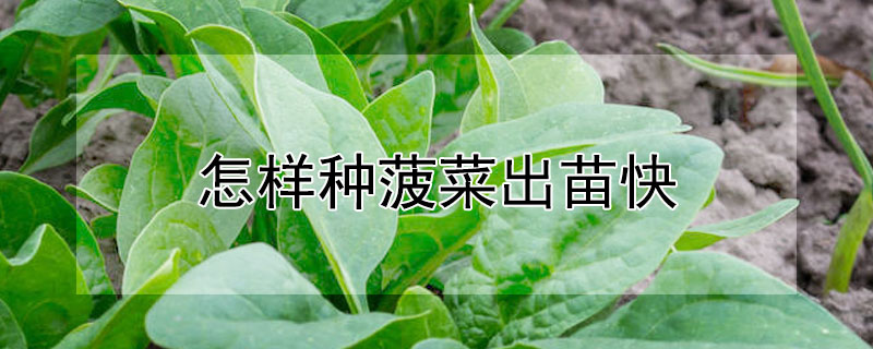 怎樣種菠菜出苗快