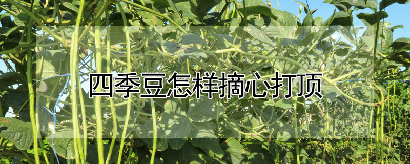 四季豆怎樣摘心打頂