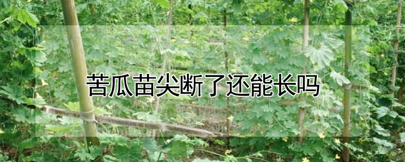 苦瓜苗尖斷了還能長(zhǎng)嗎