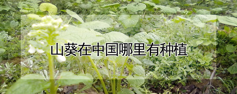 山葵在中國哪里有種植