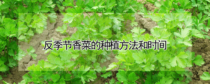 反季節(jié)香菜的種植方法和時間