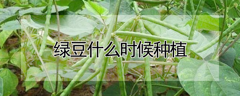 綠豆什么時候種植