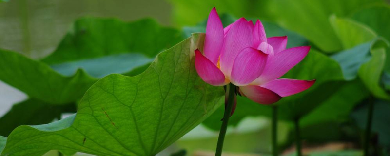 家里養(yǎng)荷花有忌諱嗎