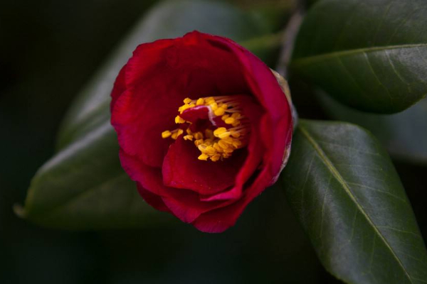 家里為什么不能養(yǎng)茶花