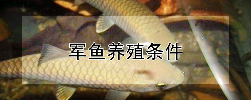 軍魚養殖條件