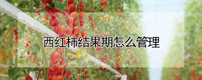 西紅柿結(jié)果期怎么管理