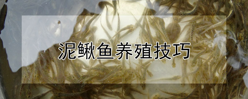 泥鰍魚養殖技巧