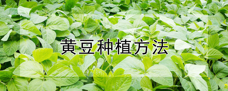 黃豆種植方法