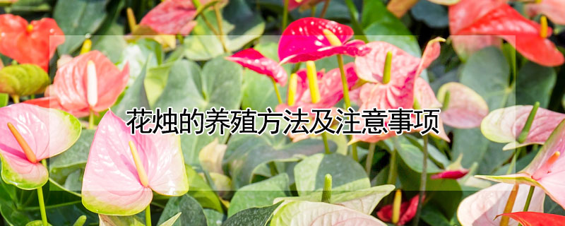 花燭的養殖方法及注意事項