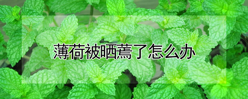 薄荷被曬蔫了怎么辦