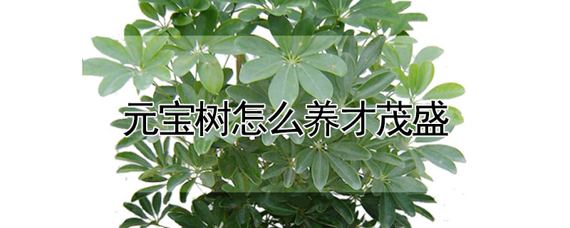 元寶樹(shù)怎么養(yǎng)才茂盛