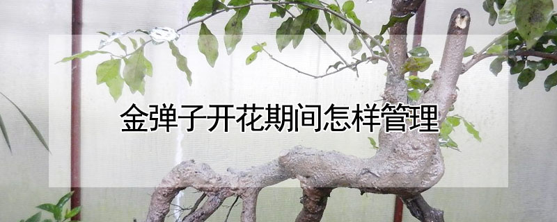 金彈子開花期間怎樣管理