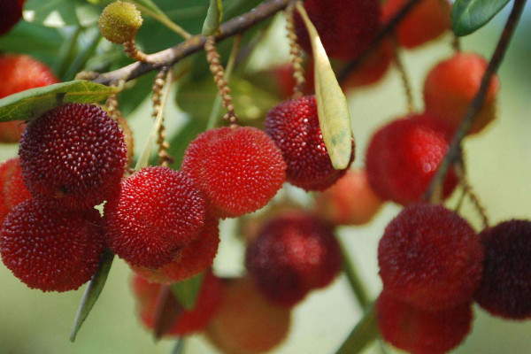 楊梅樹的種植技術(shù)