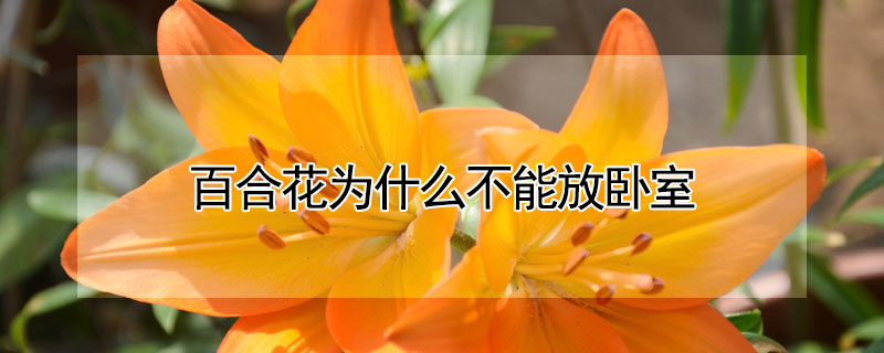 百合花為什么不能放臥室