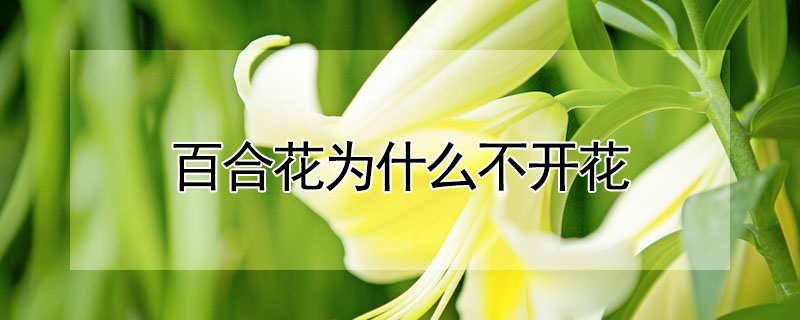 百合花為什么不開花