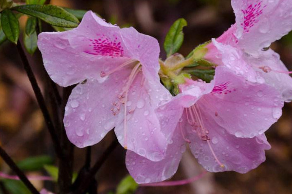 杜鵑花幾月開花