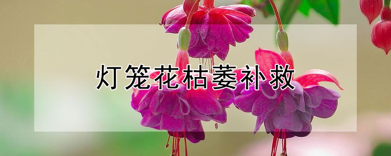 燈籠花枯萎補救