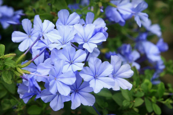 藍(lán)雪花花苞黑了怎么回事