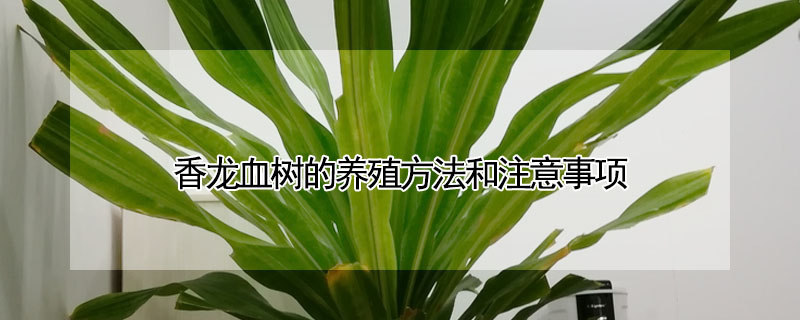 香龍血樹的養殖方法和注意事項