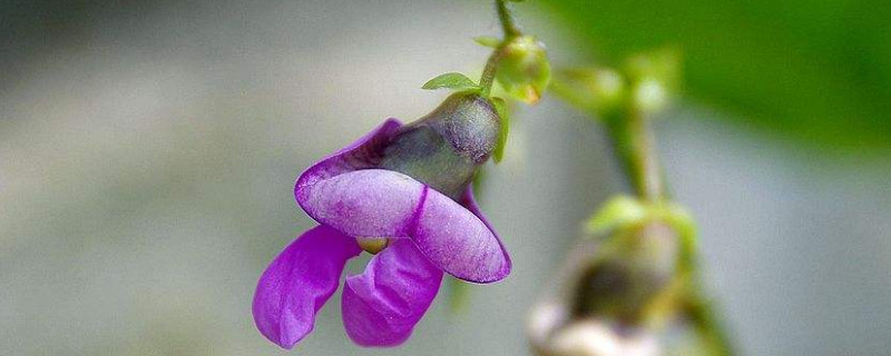 豆角開(kāi)花期能澆水嗎