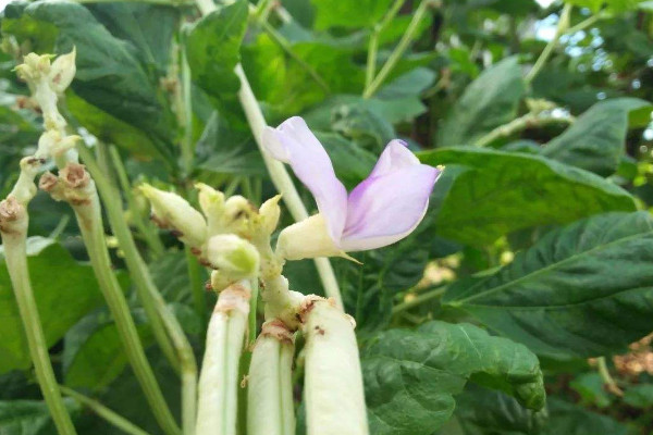 豆角開花期能澆水嗎