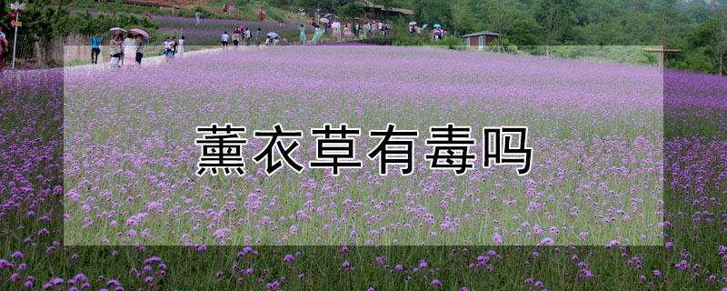 薰衣草有毒嗎