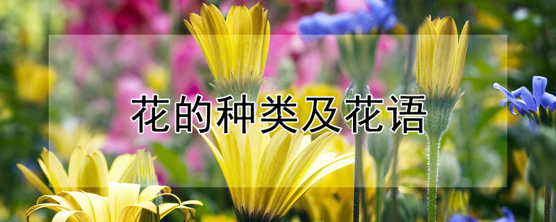 花的種類及花語