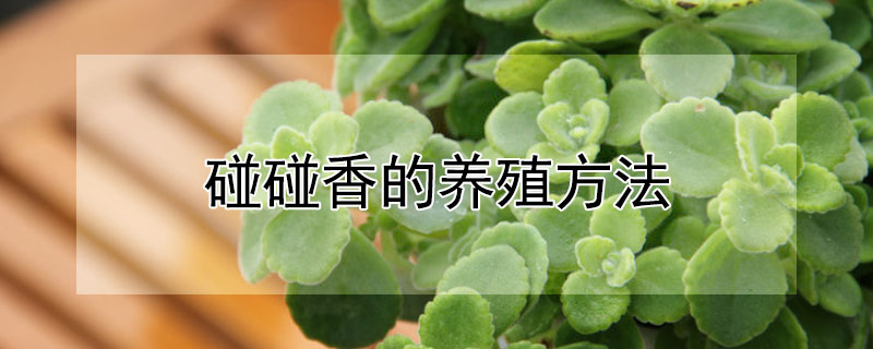 碰碰香的養殖方法