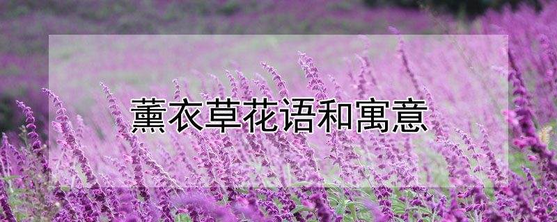 薰衣草花語和寓意