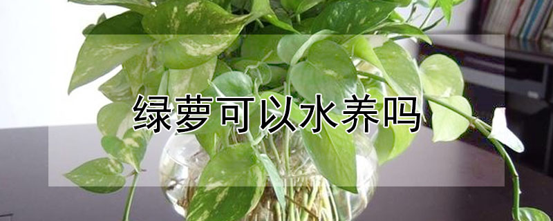 綠蘿可以水養(yǎng)嗎