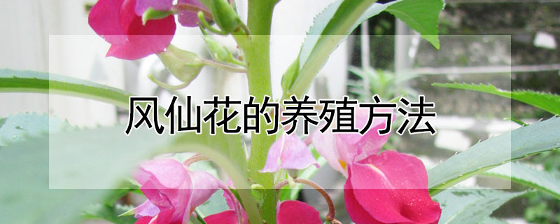 風仙花的養殖方法