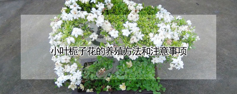 小葉梔子花的養殖方法和注意事項