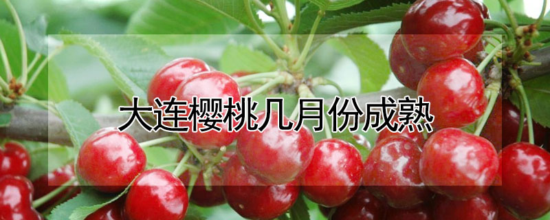 大連櫻桃?guī)自路莩墒?></a></div>
                    </div>
                    <h3><a href=