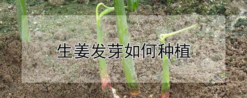 生姜發(fā)芽如何種植