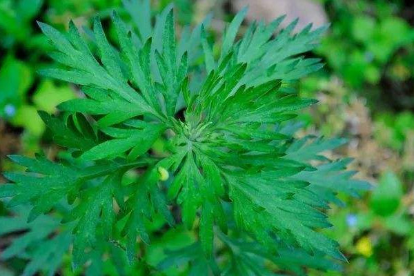 陳艾和白蒿的區別