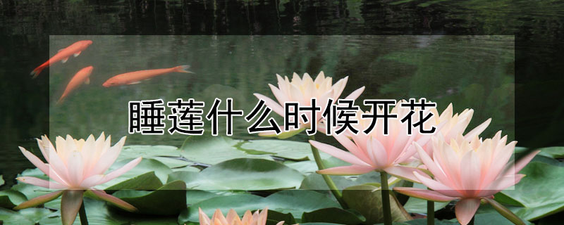 睡蓮什么時(shí)候開(kāi)花