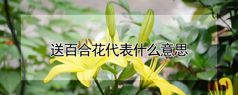 送百合花代表什么意思