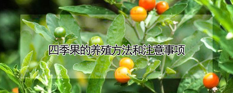 四季果的養(yǎng)殖方法和注意事項