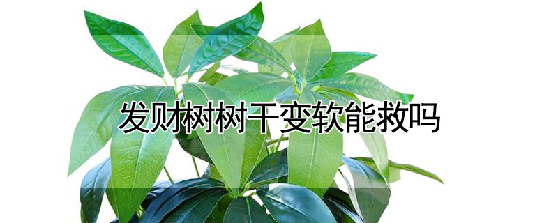 發財樹樹干變軟能救嗎