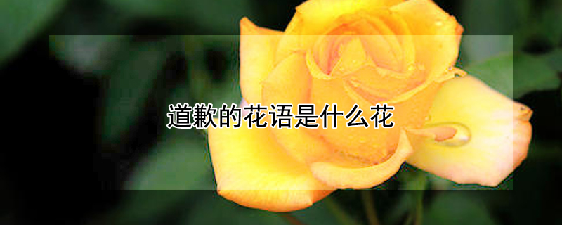 道歉的花語(yǔ)是什么花