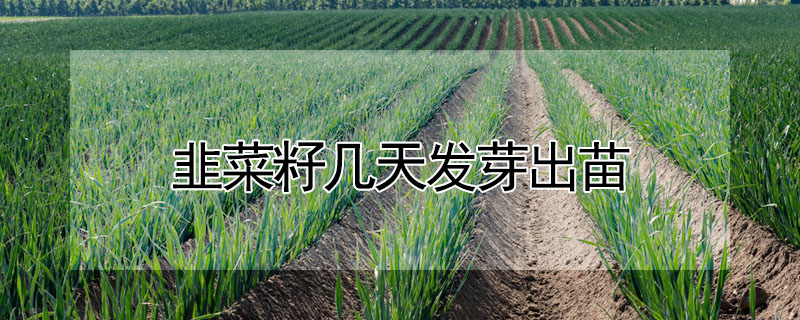 韭菜籽幾天發芽出苗