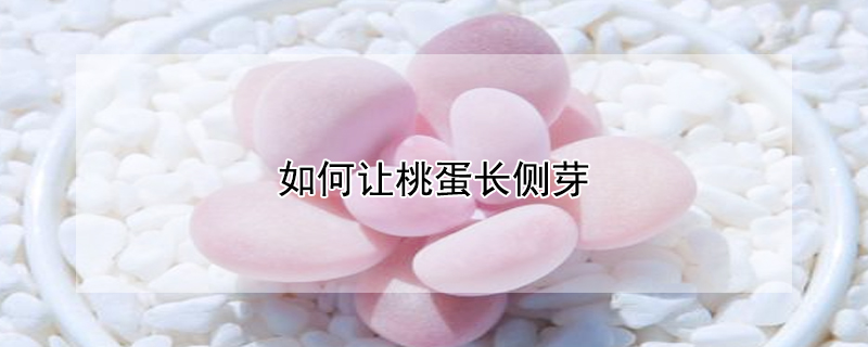 如何讓桃蛋長側芽