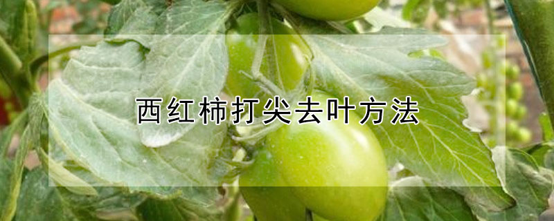 西紅柿打尖去葉方法