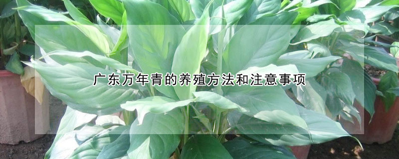 廣東萬年青的養殖方法和注意事項