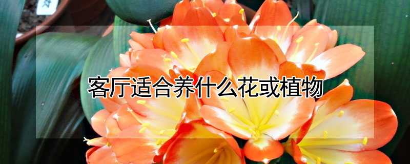 客廳適合養(yǎng)什么花或植物