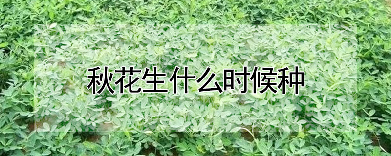 秋花生什么時(shí)候種